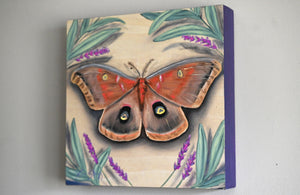 Polyphemus Moth - Original Painting