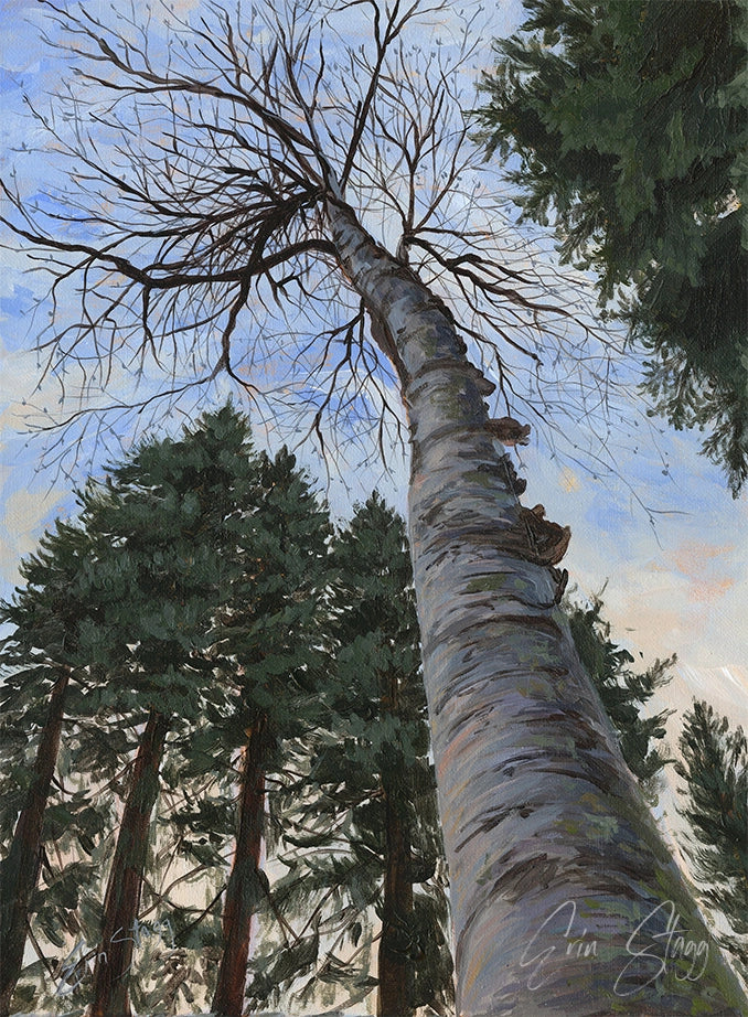Looking Up at Birch - Fine Art Prints