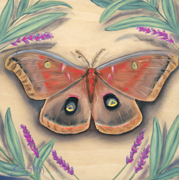 Polyphemus Moth - Fine Art Prints