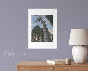 Looking Up at Birch - Giclée