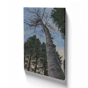 Looking Up at Birch - Canvas Print