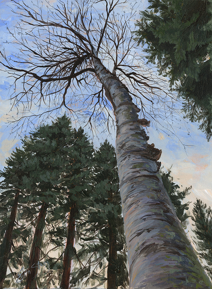 Looking up at Birch - Original Painting