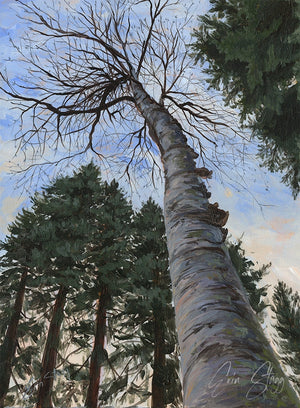 Looking Up at Birch - Canvas Print
